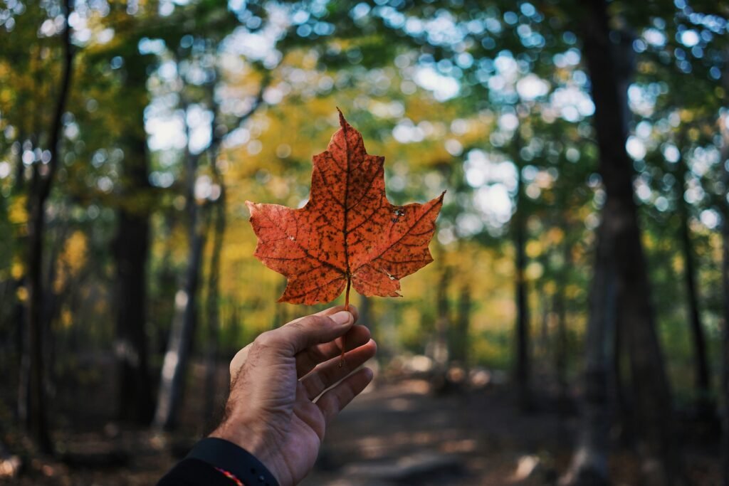 canada leaf